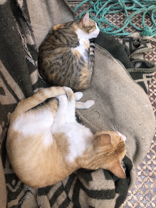 Riad Property for sale in Marrakech